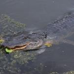 OTRA2014_1612 (September 03, 2014)